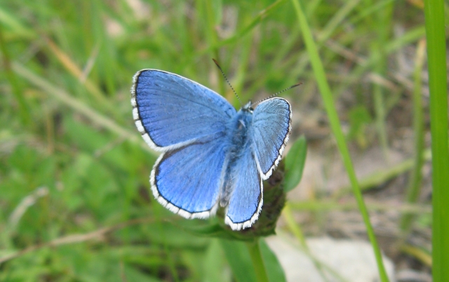 Polyommatus (Meleageria) bellargus